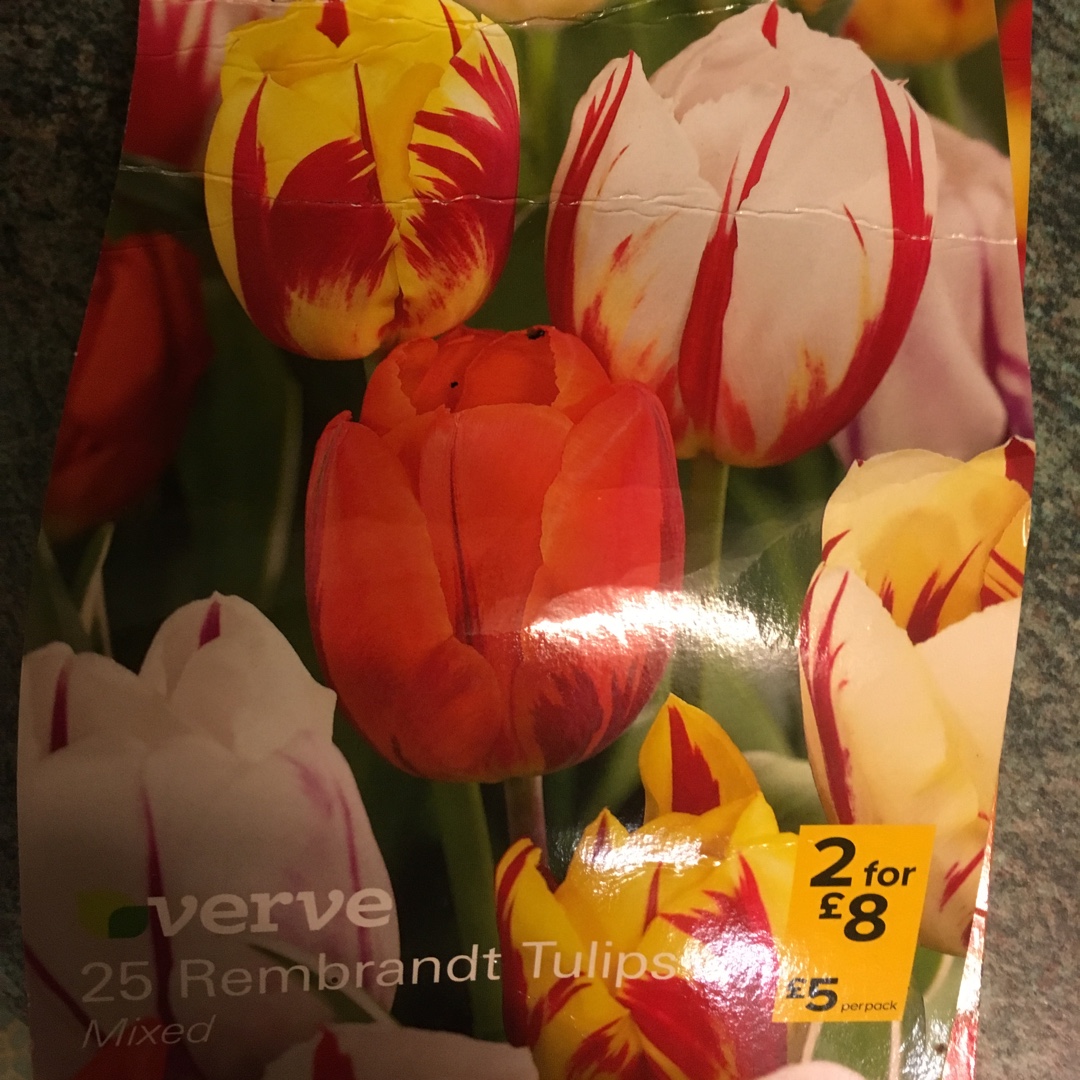 Tulip (Rembrandt Group) in the GardenTags plant encyclopedia