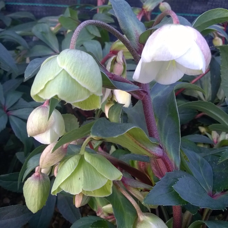 Hellebore Winterbells in the GardenTags plant encyclopedia