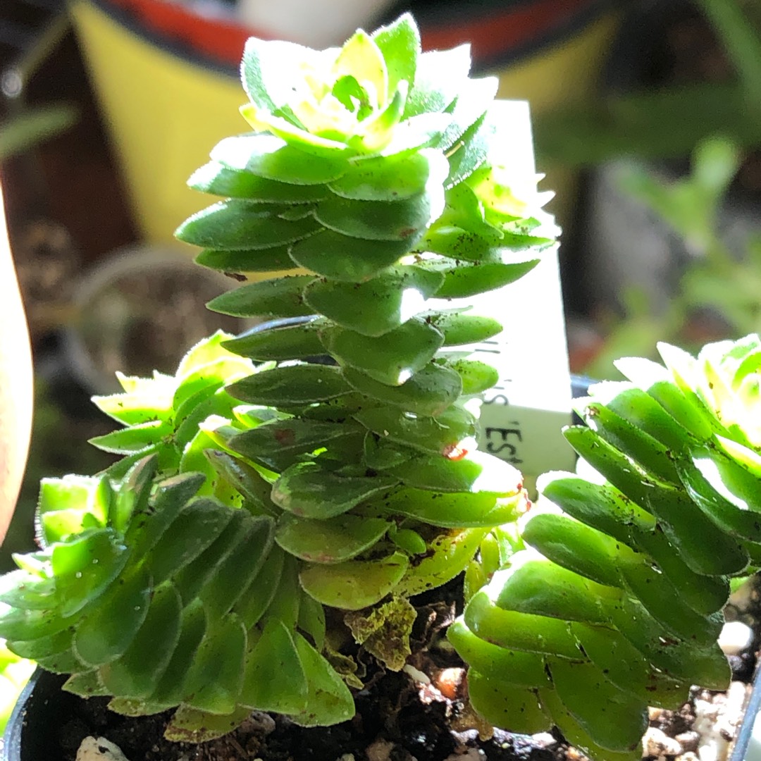 Crassula Estagnol in the GardenTags plant encyclopedia