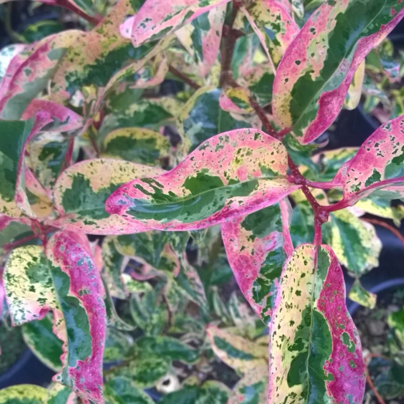 Variegated Privet Texanum in the GardenTags plant encyclopedia