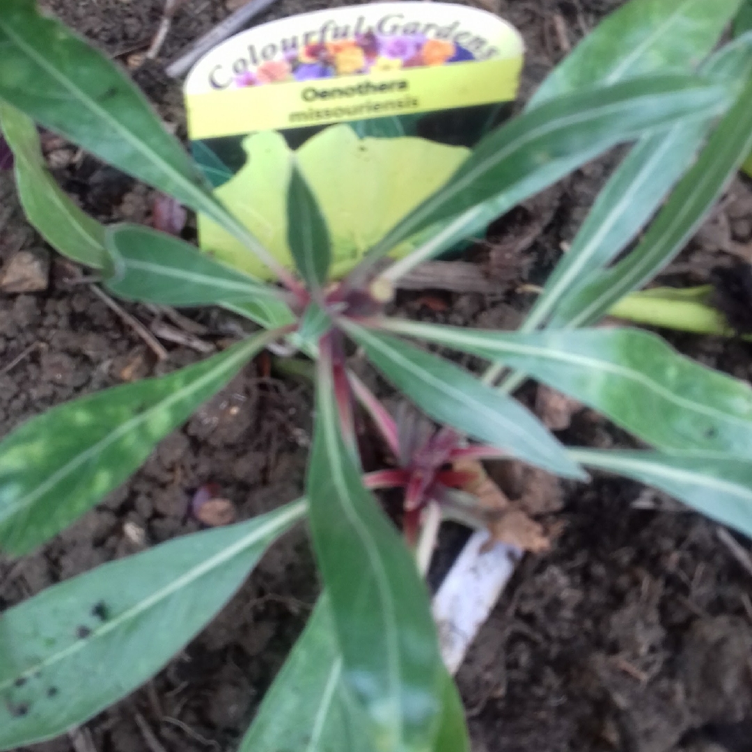 Evening Primrose Lemon Sunset in the GardenTags plant encyclopedia