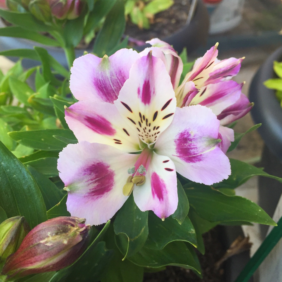 Peruvian Lily Inticancha Passion in the GardenTags plant encyclopedia