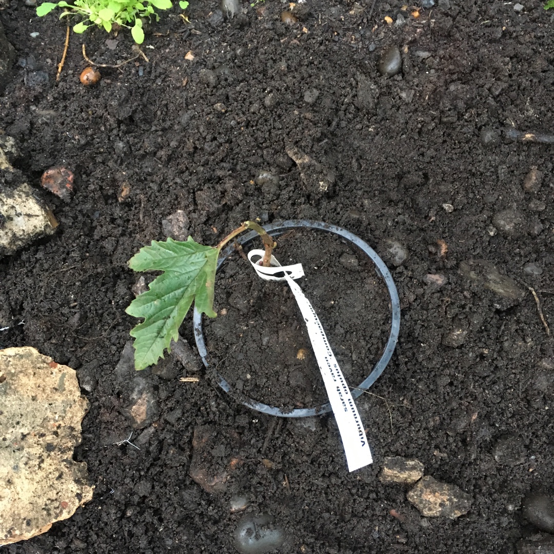 Guelder Rose in the GardenTags plant encyclopedia