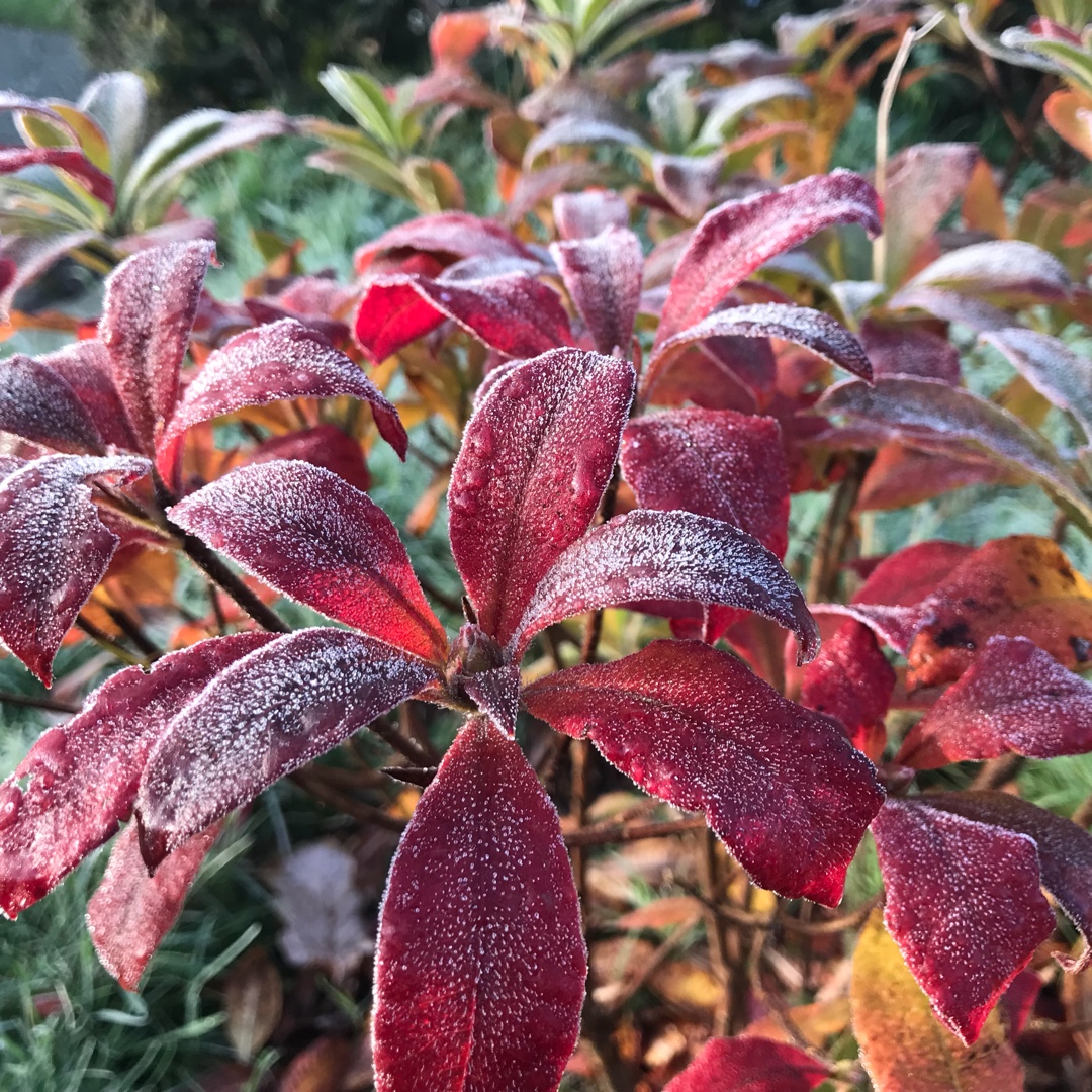 Azalea Glowing Embers in the GardenTags plant encyclopedia