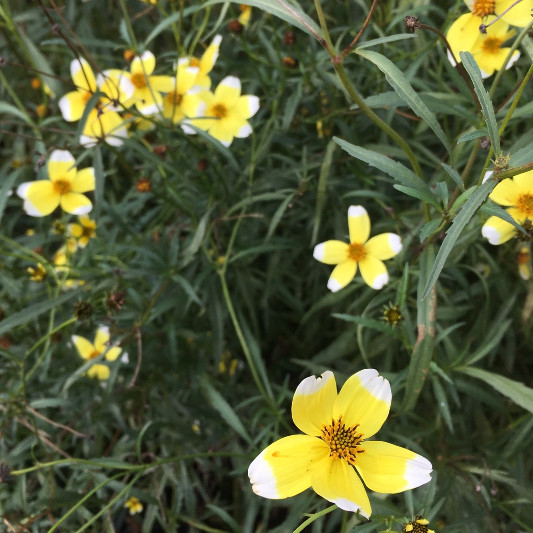 Beggarticks Hannays Lemon Drop in the GardenTags plant encyclopedia