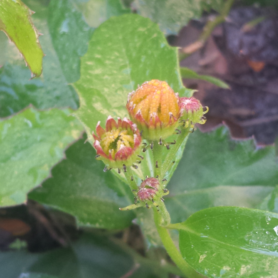 Mexican Flame Vine in the GardenTags plant encyclopedia