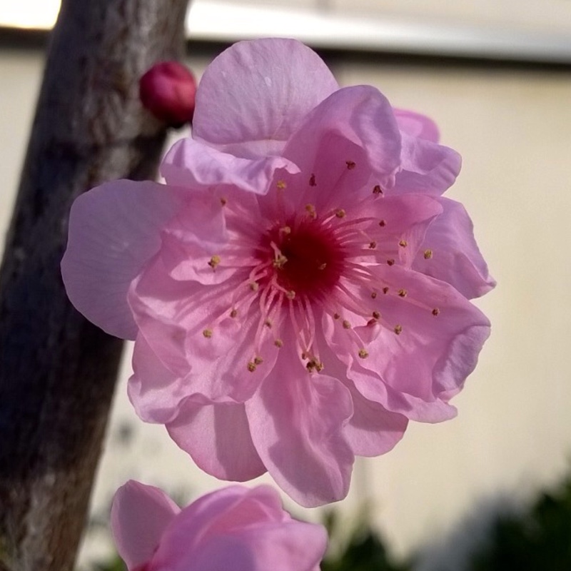 Flowering cherry in the GardenTags plant encyclopedia