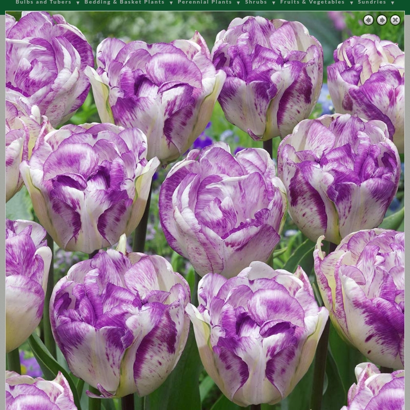 Tulip Double Shirley (Double Late) in the GardenTags plant encyclopedia