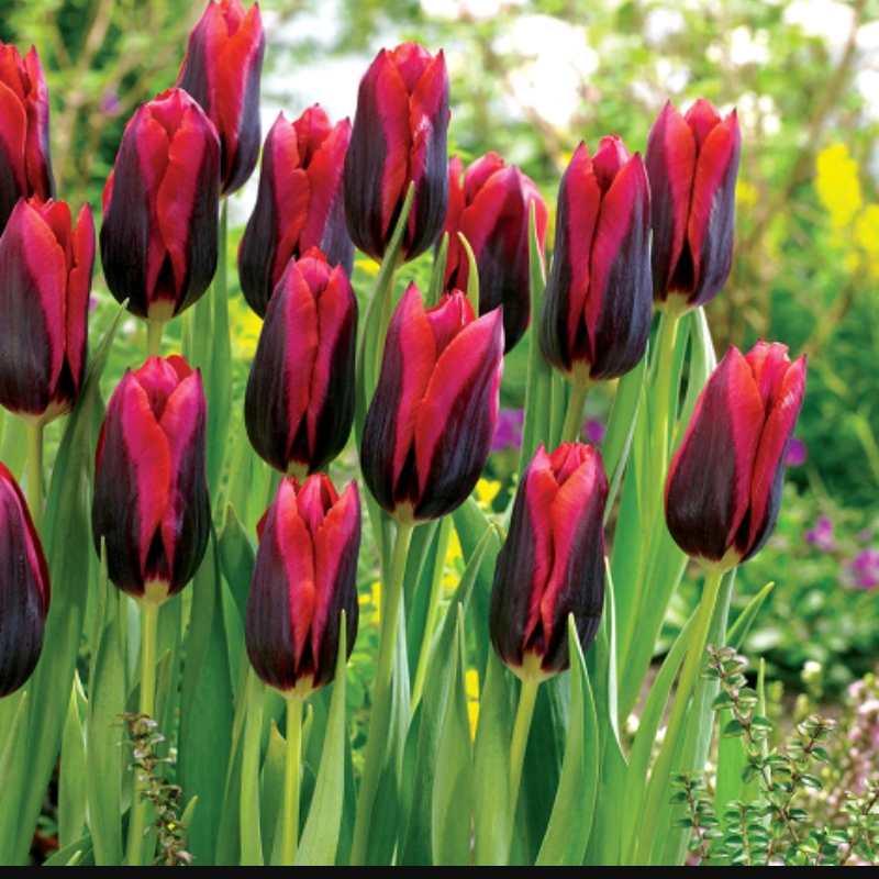 Tulip Muvota (Triumph) in the GardenTags plant encyclopedia