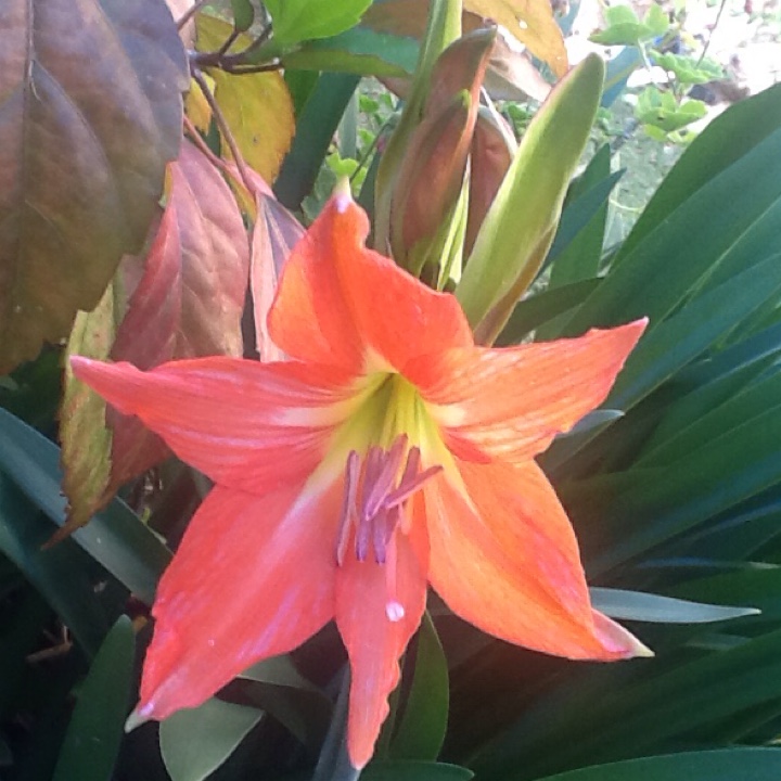 Hippeastrum (Species) Barbados Lily in the GardenTags plant encyclopedia