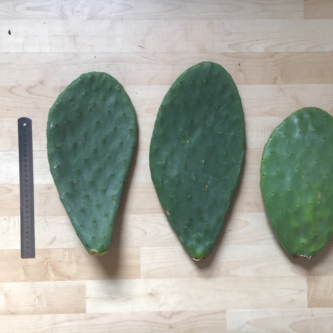 Spineless Prickly Pear in the GardenTags plant encyclopedia