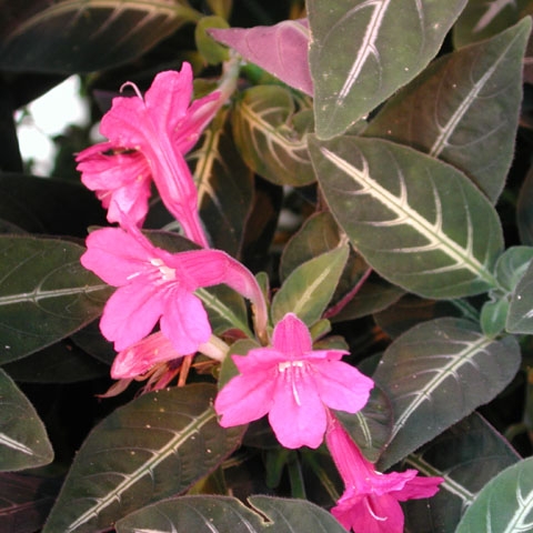 Trailing Velvet Plant in the GardenTags plant encyclopedia