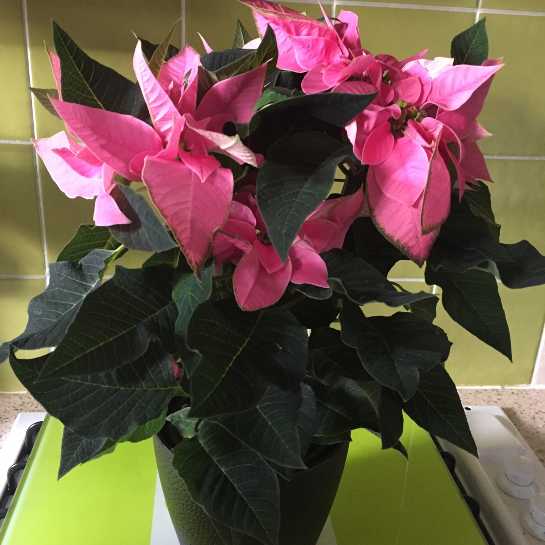 Poinsettia JAdore Pink in the GardenTags plant encyclopedia