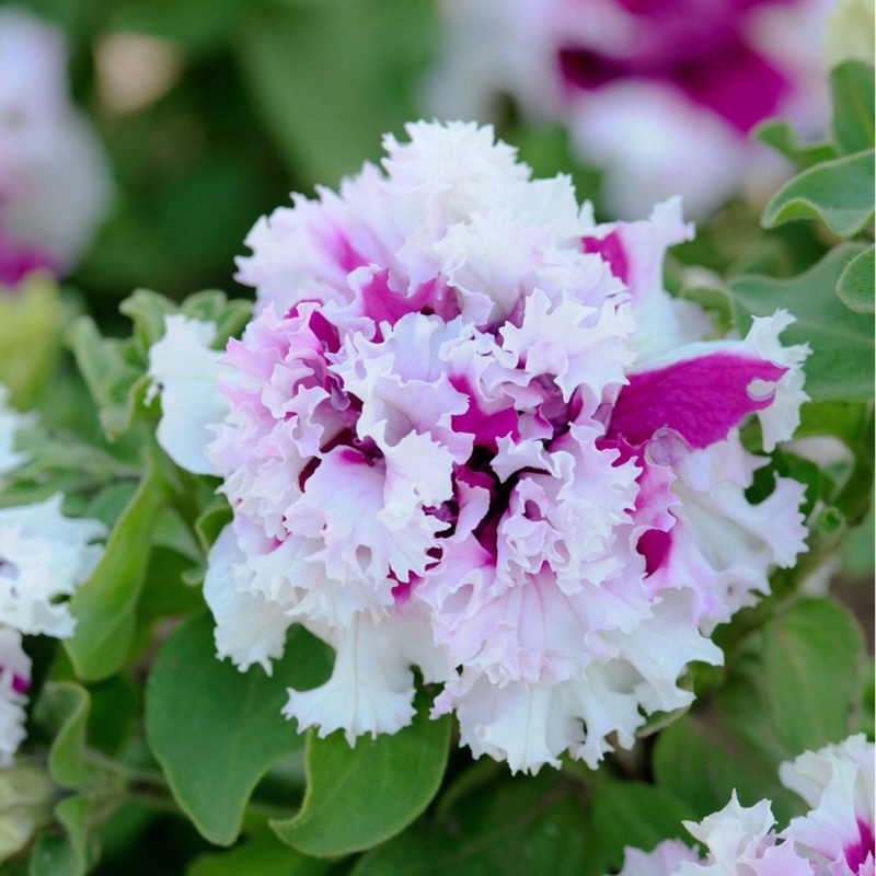 Dwarf Petunia Art Deco in the GardenTags plant encyclopedia