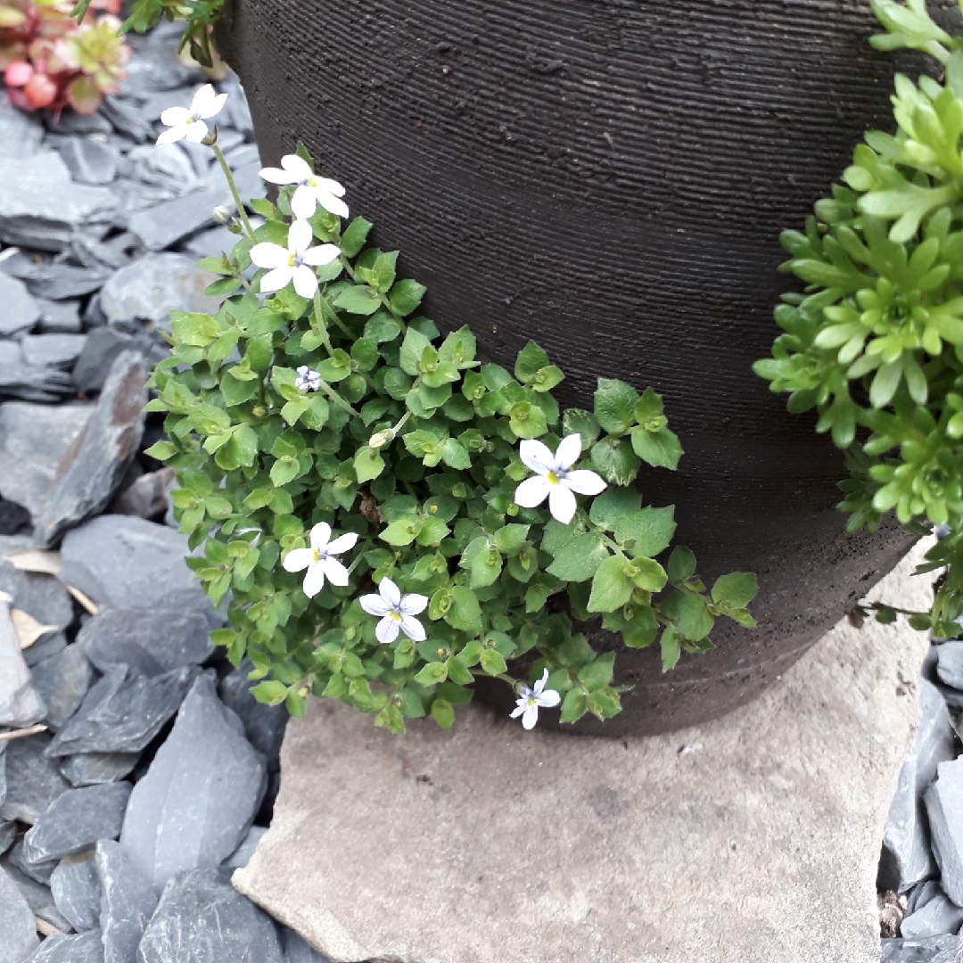 Alpine Pratia in the GardenTags plant encyclopedia