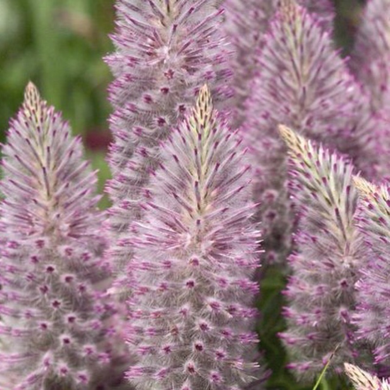 Pink mulla mulla Joey in the GardenTags plant encyclopedia