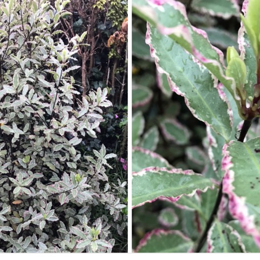 New Zealand Pittosporum Elizabeth in the GardenTags plant encyclopedia