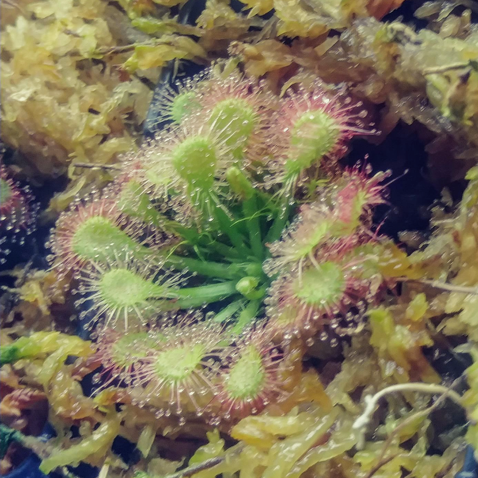 Pink sundew in the GardenTags plant encyclopedia