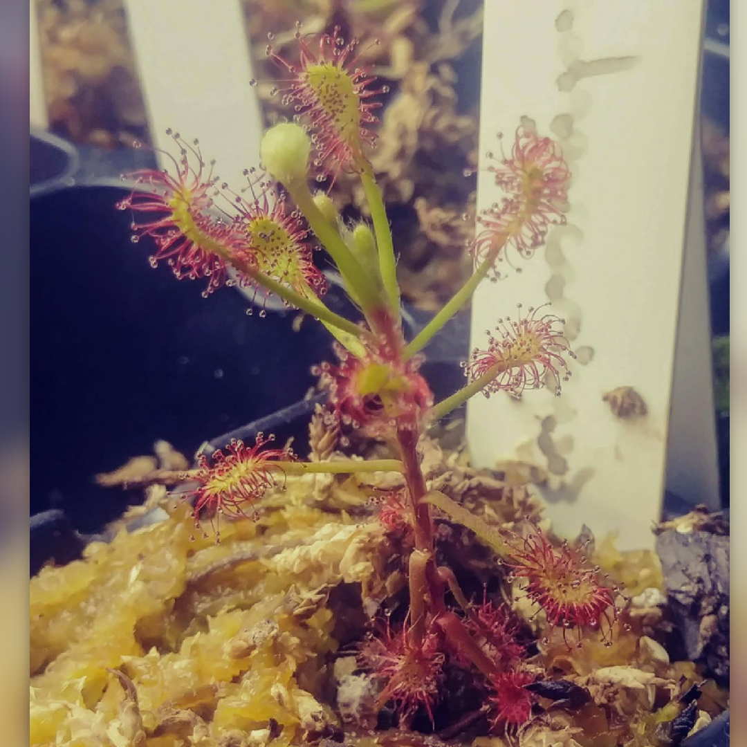 Madagascar sundew in the GardenTags plant encyclopedia