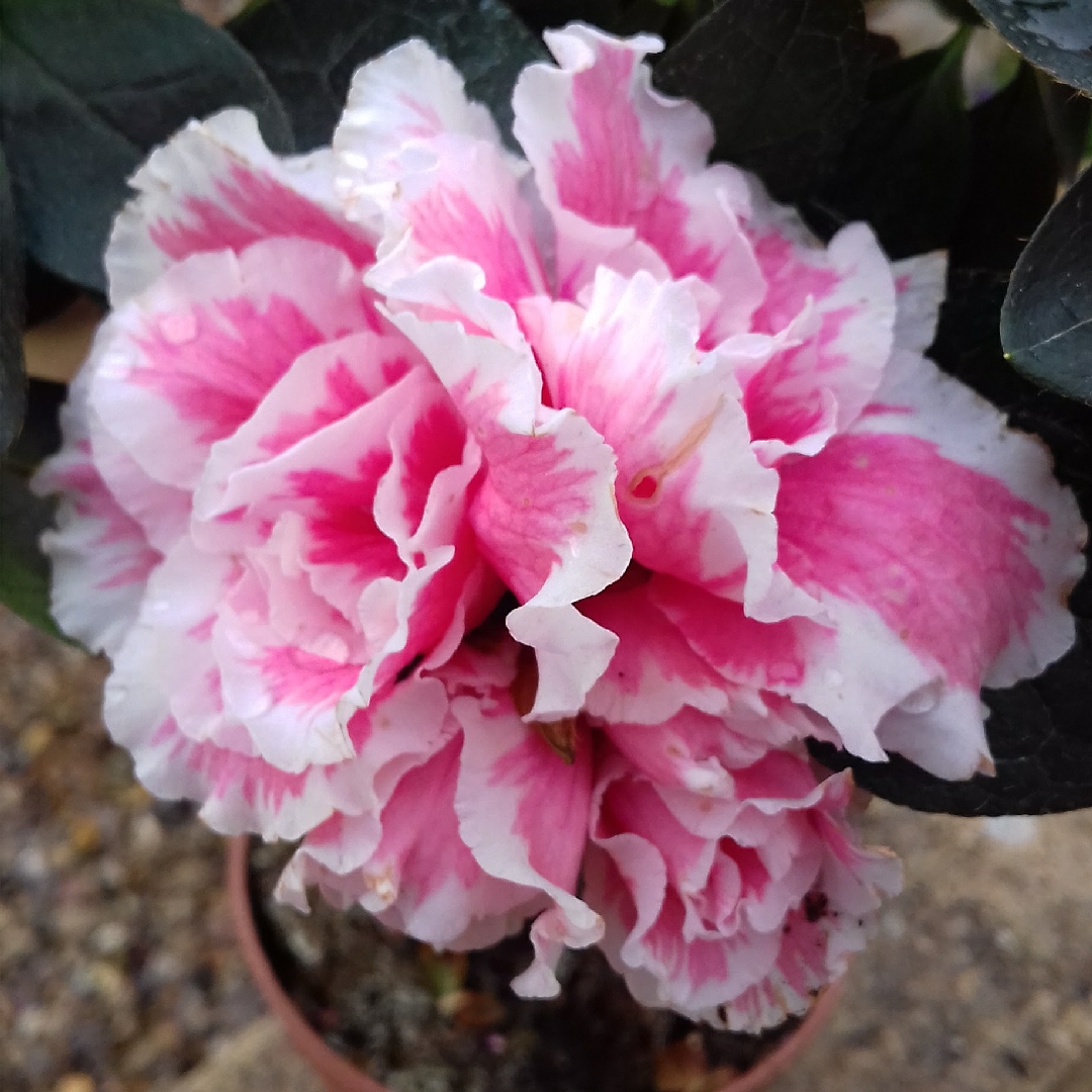 Azalea Indica Inga in the GardenTags plant encyclopedia