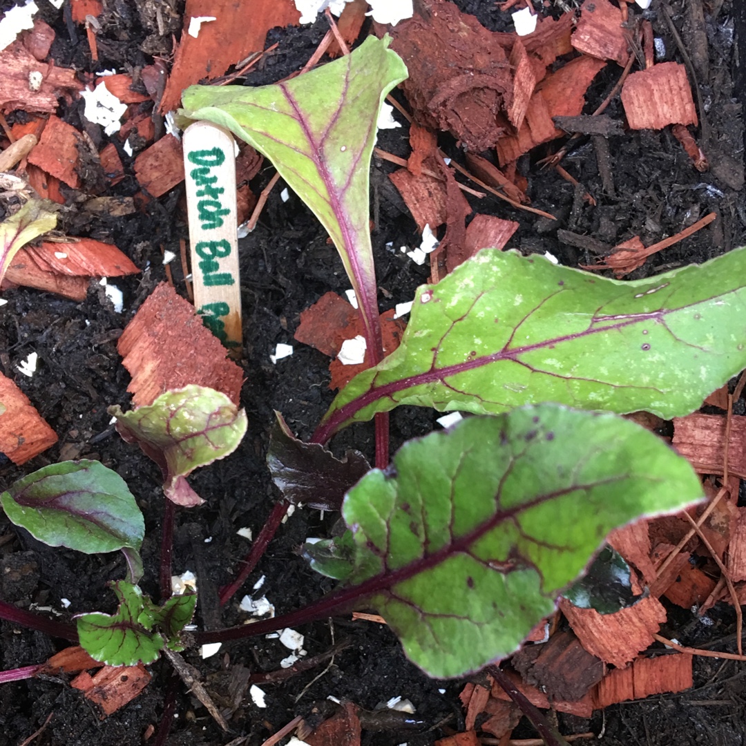 Beetroot Baby Ball in the GardenTags plant encyclopedia