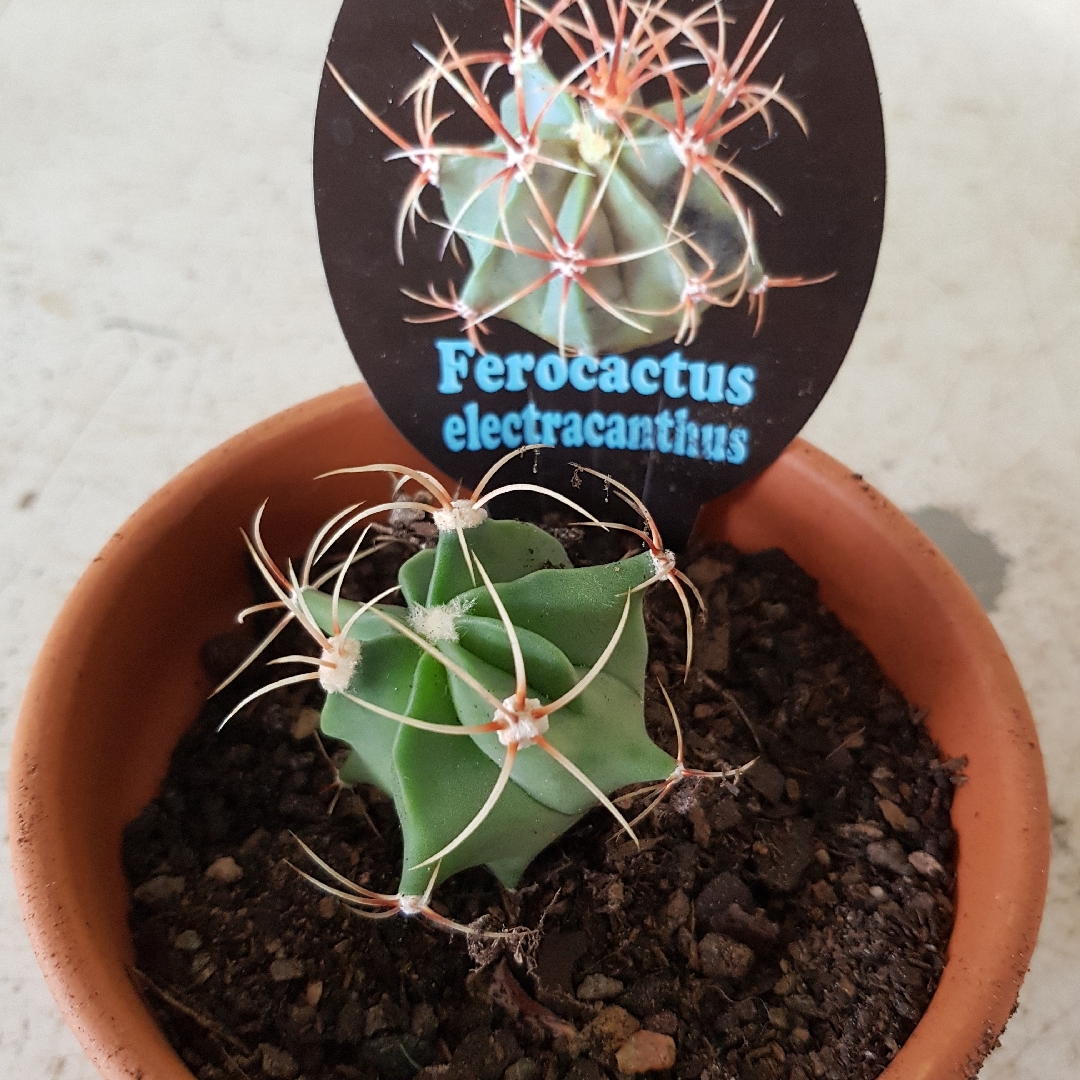 Electrode cactus in the GardenTags plant encyclopedia