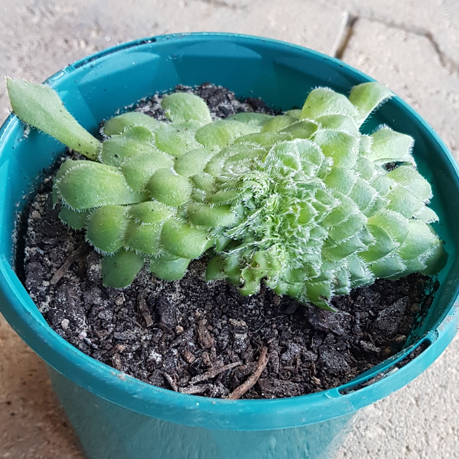 Aeonium Tabuliforme Crested in the GardenTags plant encyclopedia