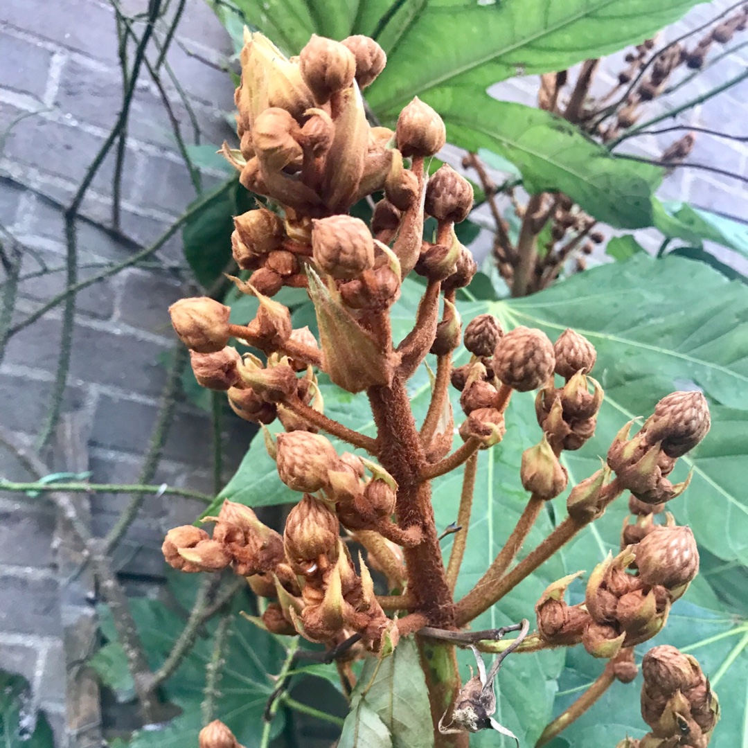 Fatsia polycarpa in the GardenTags plant encyclopedia