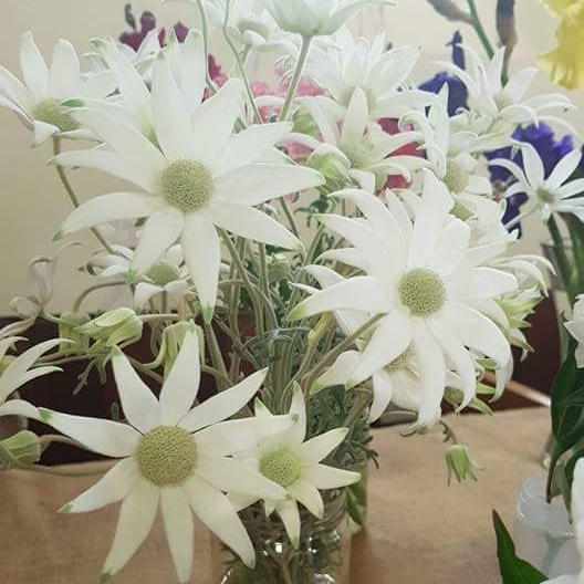 Flannel Flower in the GardenTags plant encyclopedia