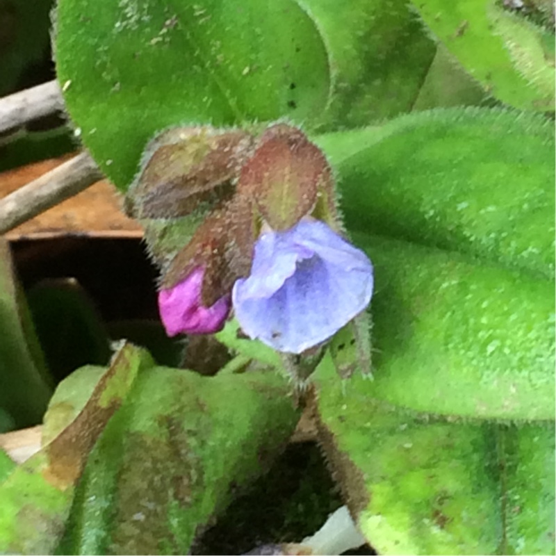 Lungwort Azurea in the GardenTags plant encyclopedia