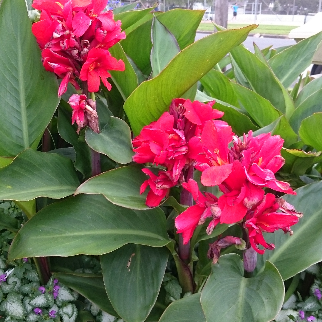 Canna Tropical Ruby in the GardenTags plant encyclopedia