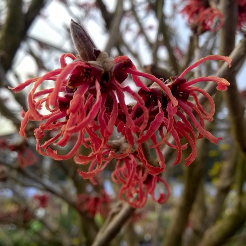 Witch Hazel Ruby Glow in the GardenTags plant encyclopedia