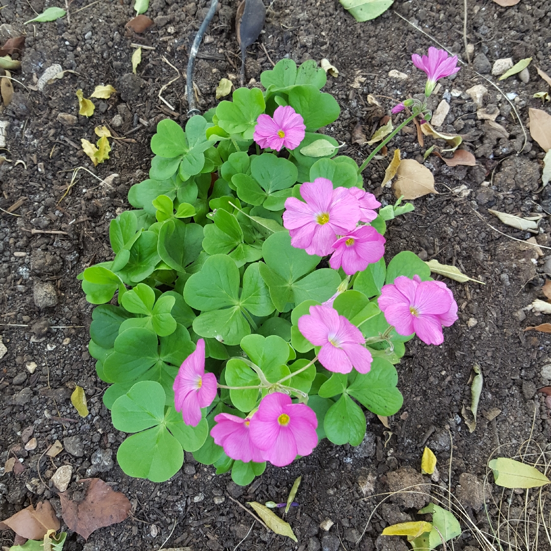 Bowies wood-sorrel in the GardenTags plant encyclopedia