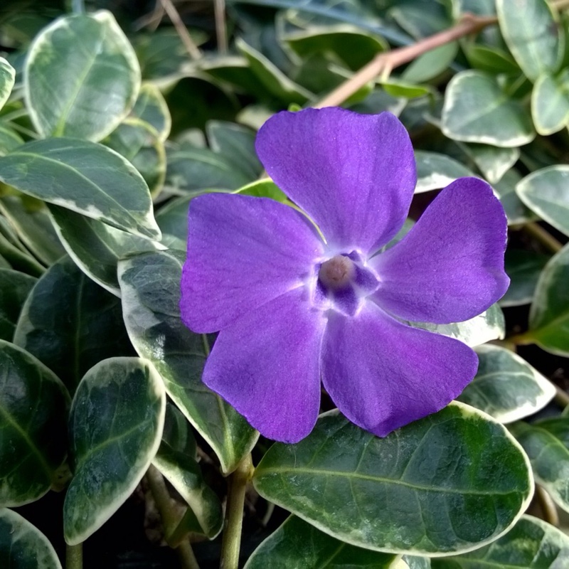 Lesser Periwinkle Ralph Shugert in the GardenTags plant encyclopedia