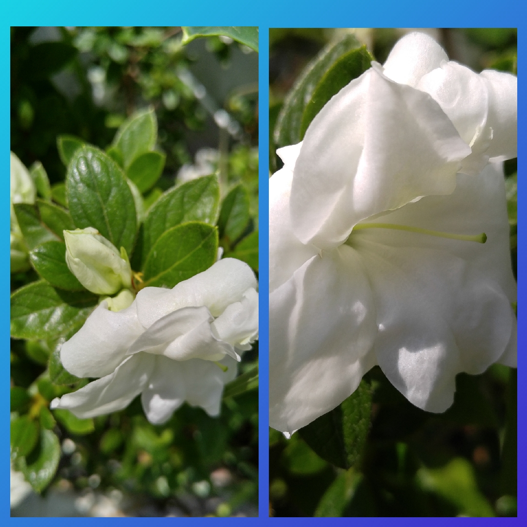 Azalea Encore Autumn Angel in the GardenTags plant encyclopedia