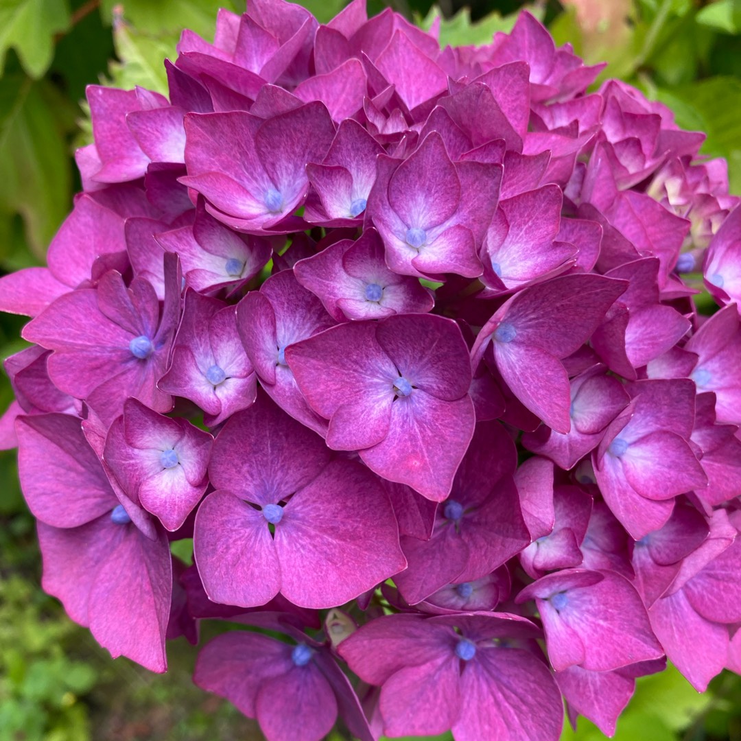 Hydrangea Royal Red Violet in the GardenTags plant encyclopedia