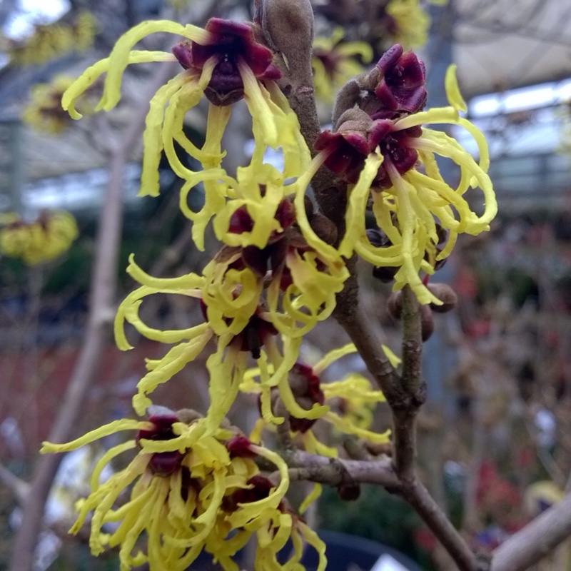 Chinese Witch Hazel in the GardenTags plant encyclopedia