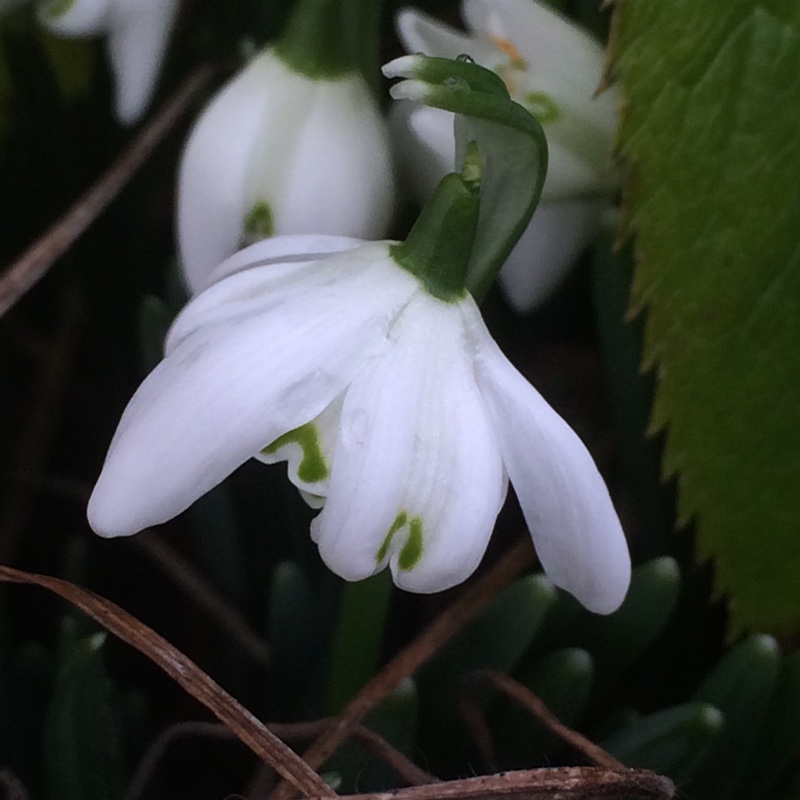 Snowdrop Flore Pleno in the GardenTags plant encyclopedia