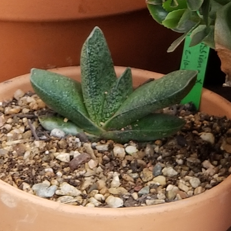 Ox Tongue in the GardenTags plant encyclopedia