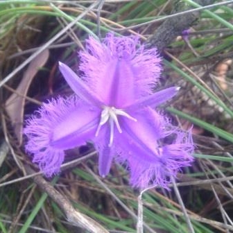 Common Fringe Lily in the GardenTags plant encyclopedia