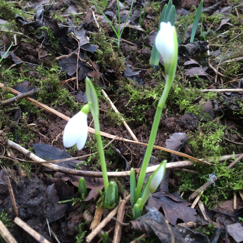 Snowdrop Atkinsii in the GardenTags plant encyclopedia