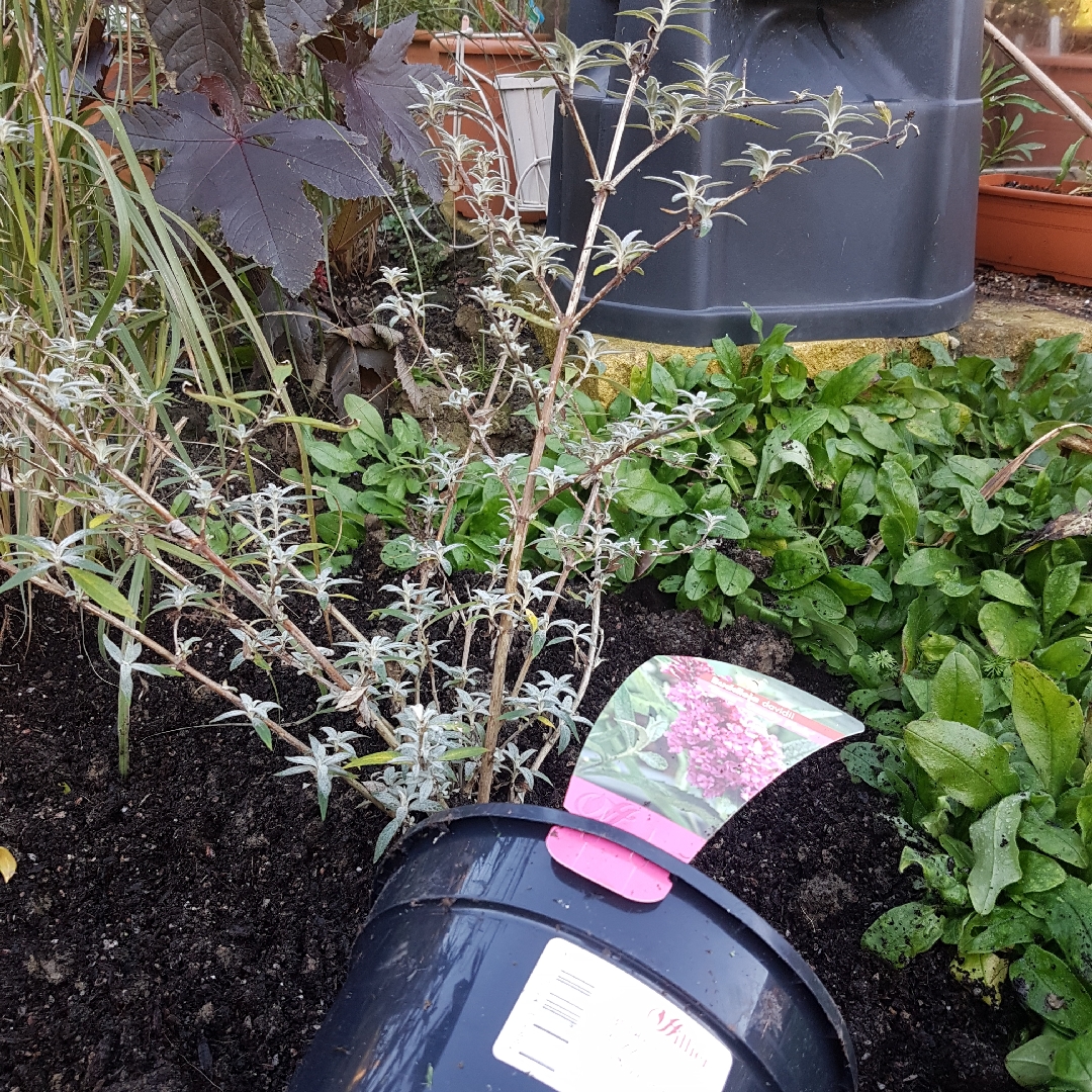 Butterfly Bush Buzz Candy Pink in the GardenTags plant encyclopedia