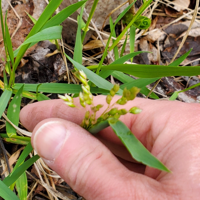 Sweet Grass in the GardenTags plant encyclopedia