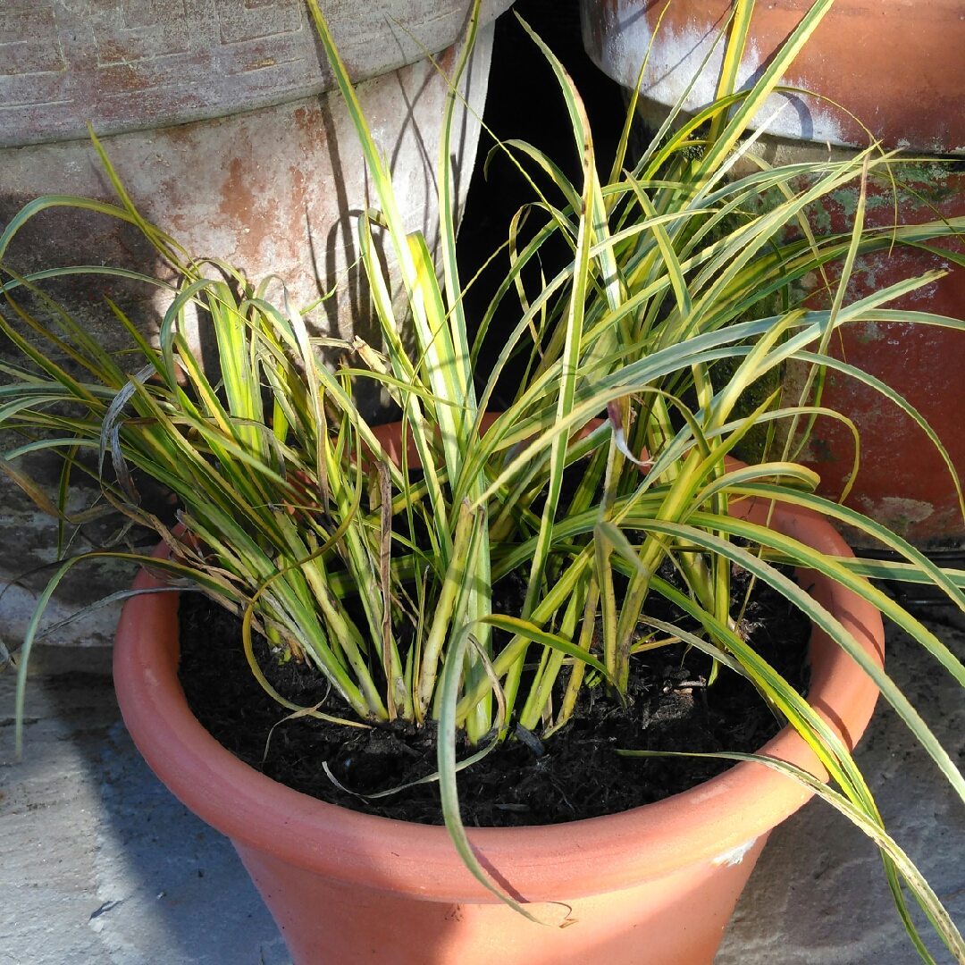 Slender Sweet Flag in the GardenTags plant encyclopedia