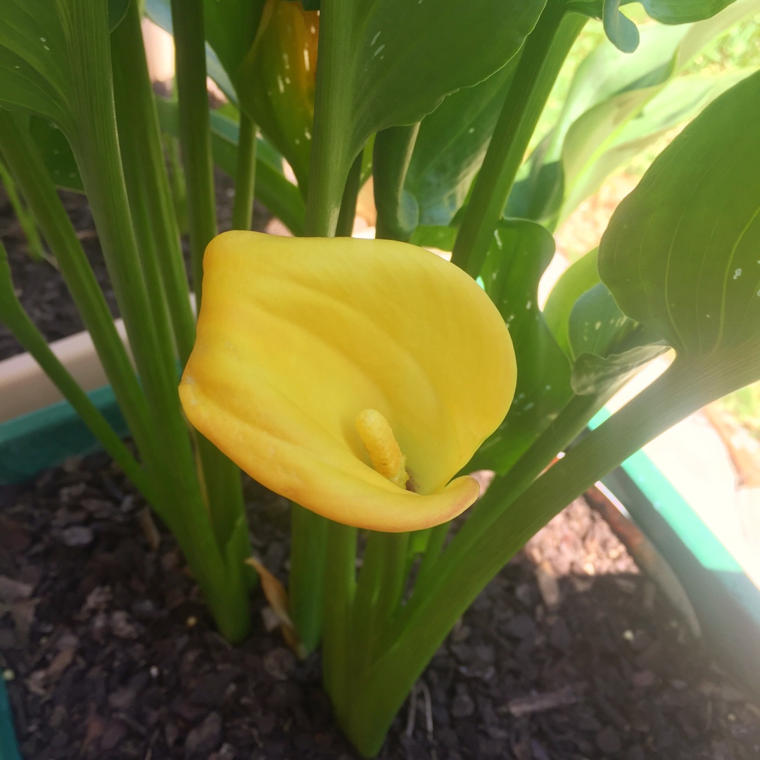 Arum Lily San Remo in the GardenTags plant encyclopedia