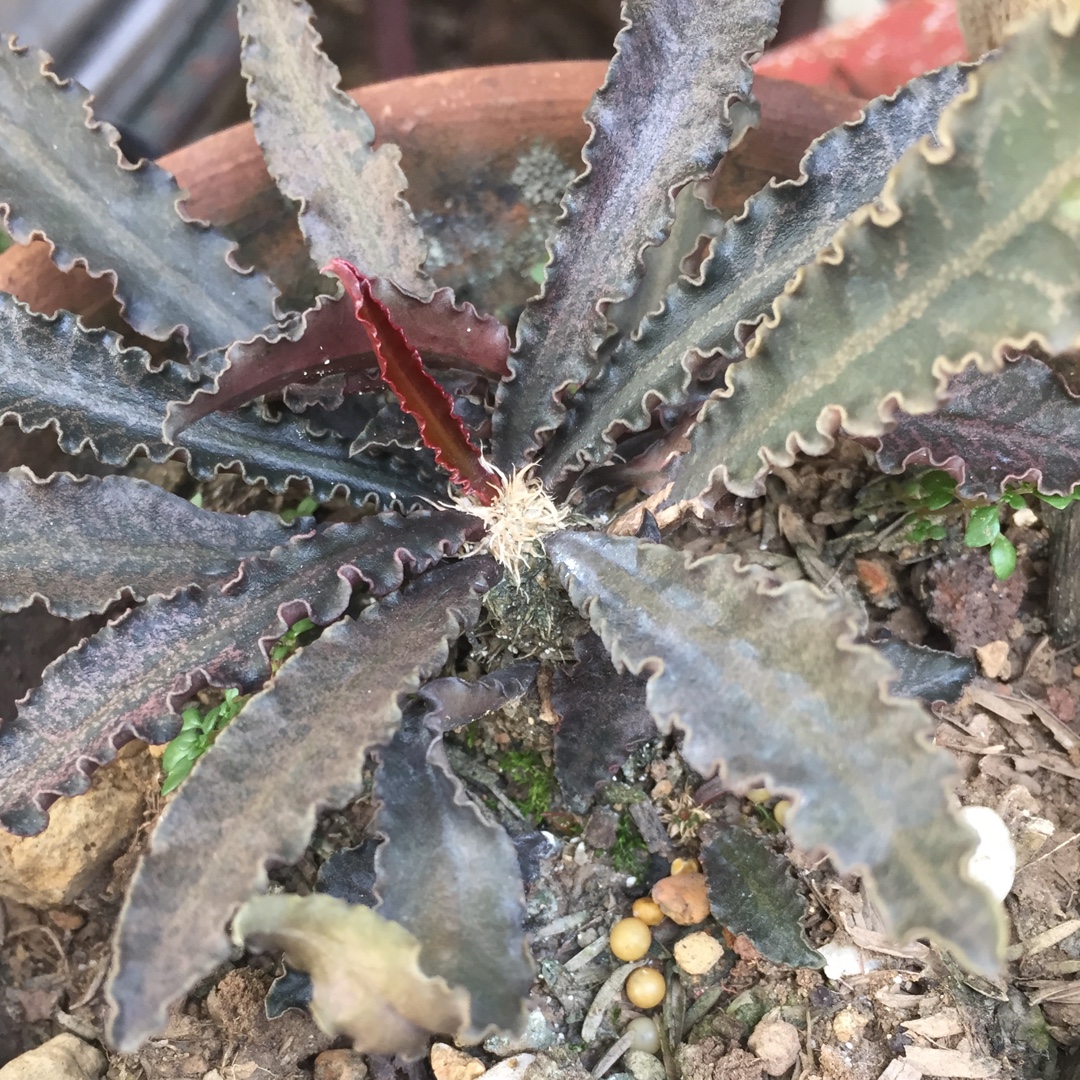 Euphorbia francoisii in the GardenTags plant encyclopedia