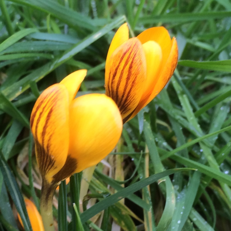 Crocus Fuscotinctus in the GardenTags plant encyclopedia