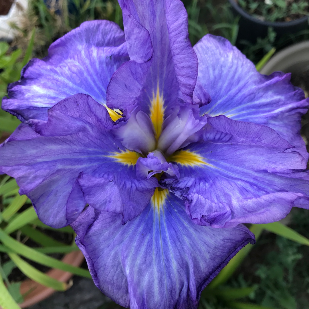 Japanese Water Iris Walk in Beauty in the GardenTags plant encyclopedia