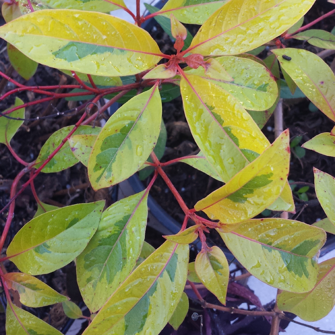 Firebush Lime Sizzler in the GardenTags plant encyclopedia