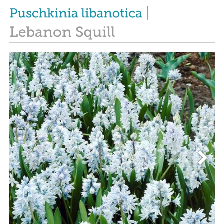 Russian Snowdrop in the GardenTags plant encyclopedia